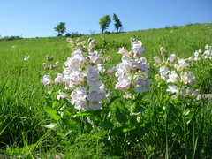 Penstemon cobaea
