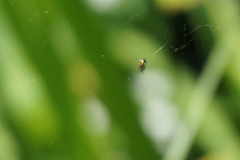 Zygiellinae