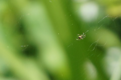 Zygiellinae