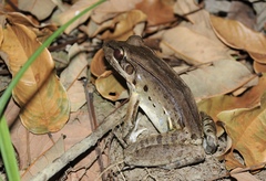 Leptodactylus guianensis