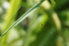 Zygiellinae