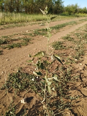 Atriplex aucheri