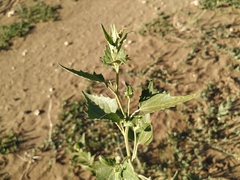 Atriplex aucheri
