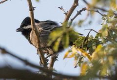 Melaniparus cinerascens