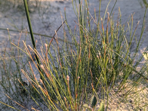 Slender Spikerush (Eleocharis elliptica)