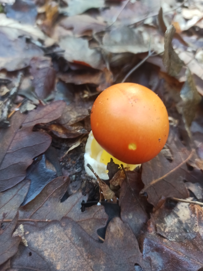 Caesar's mushroom