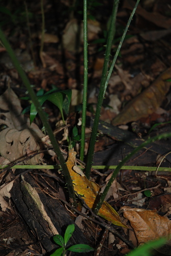 Zamia neurophyllidia, photograph 3