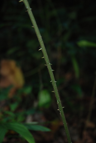 Zamia neurophyllidia, photograph 4
