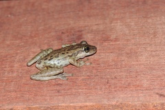 Scinax ruber