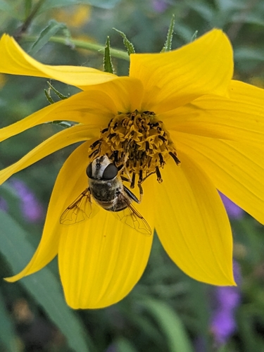 Unknown species found near Richfield, MN 55423, USA