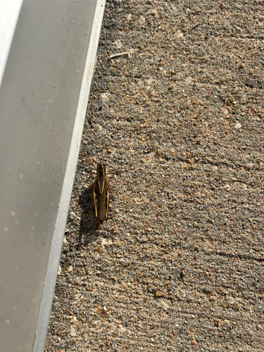 Two-striped Grasshopper