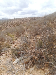Cotyledon papillaris