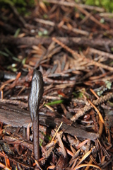 Geoglossum umbratile