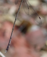 Lestes pinheyi