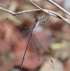 Lestes pinheyi
