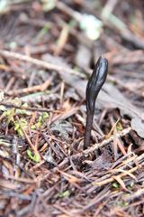 Geoglossum umbratile