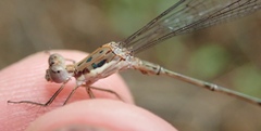 Lestes pinheyi