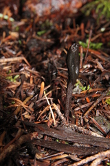 Geoglossum umbratile