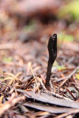 Geoglossum umbratile
