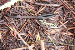 Geoglossum umbratile