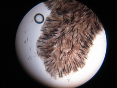 Geoglossum umbratile