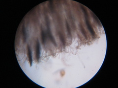 Geoglossum umbratile