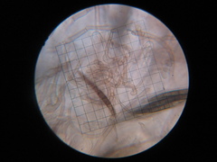 Geoglossum umbratile