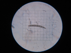 Geoglossum umbratile