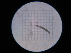 Geoglossum umbratile