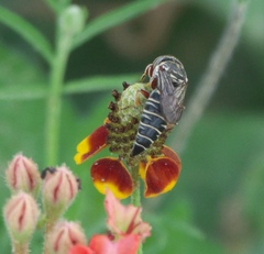 Synocoelioxys