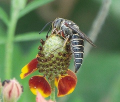 Synocoelioxys