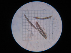 Geoglossum umbratile
