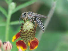 Synocoelioxys