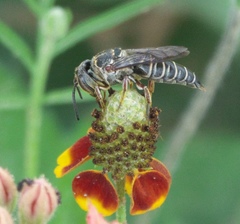 Synocoelioxys