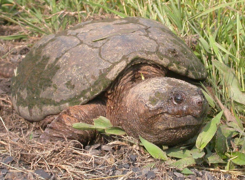 Common Snapping Turtle from Highland County, Virginia on May 27, 2007 ...