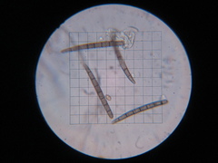 Geoglossum umbratile