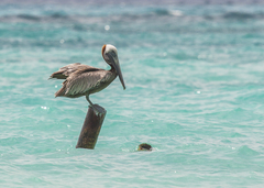 Pelecanus occidentalis occidentalis
