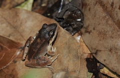 Leptodactylus mystaceus