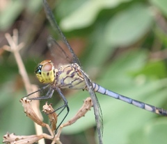 Chalcostephia flavifrons