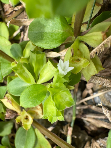 Winged Diamon-flower (Leptopetalum pteritum)