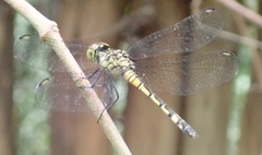 Chalcostephia flavifrons