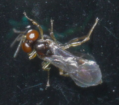 Allophroides