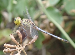 Chalcostephia flavifrons