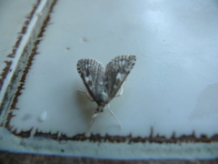 Udea olivalis