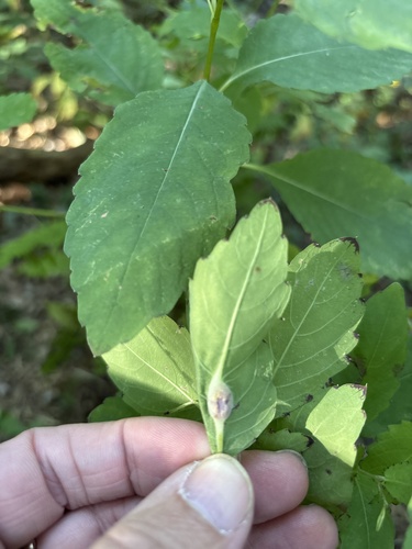 Unknown species found near Eloise Butler Wildflower Garden and Bird Sanctuary, Minneapolis, MN, US