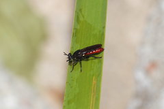 Lampria bicolor