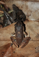 Leptodactylus mystaceus