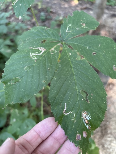 Unknown species found near Eloise Butler Wildflower Garden and Bird Sanctuary, Minneapolis, MN, US