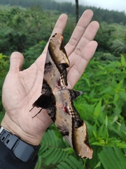 Amplypterus panopus