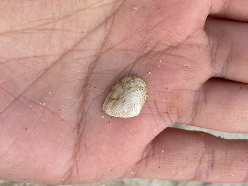 Cumingia tellinoides, 2025-09-27